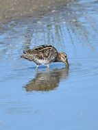 Snipe Bird Pond