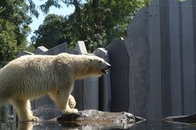 polar bear at the zoo in Vienna