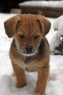 Puppy Terrier stays on snow