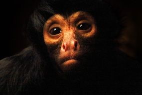 portrait of a monkey