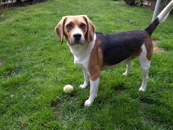 portrait of domestic dog playing with a ball on a green meadow