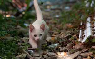 young Odd-Eye Cat walking straight