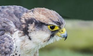 bird of prey in the wild