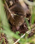 Antechinus, Marsupial Mouse in Wild, australia, queensland