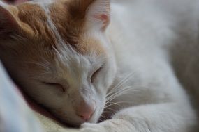 white cat with brown muzzle close up