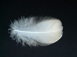 white fluffy feather on black background