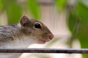 photo profile of gray squirrel