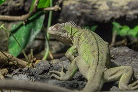 Picture of Small Antillean Iguana