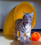 white baby tiger