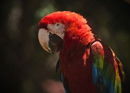 closeup Picture of tropical Macaw bird