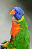 exotic colorful parakeet