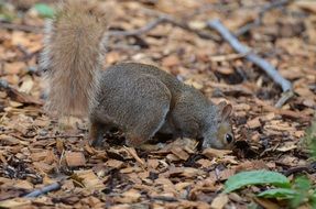 Cute foraging brown squirrel among the leaves in the forest