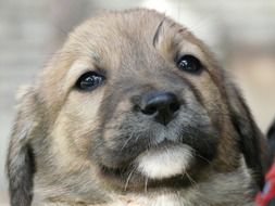 portrait of young puppy in the hands of man