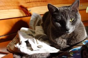 resting grey tom cat
