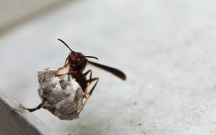 closeup view of cute lovely Wasp