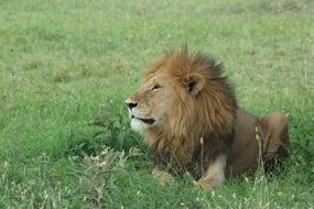 lion in green grass in the reserve