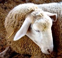 portrait of domestic Sheep on the ground