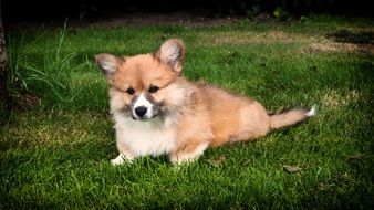 corgi lies on a green meadow