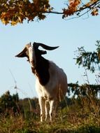 goat with horns on the farm