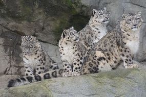 family of snow leopards in stones