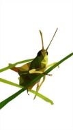 Close-up of the green grasshopper clipart