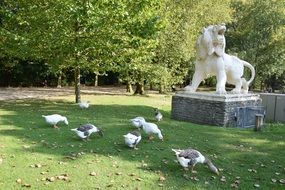 herd of geese are grazing in the park