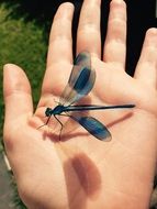 blue dragonfly on a hand