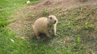 Prairie Dog, herbivorous burrowing roden on lawn