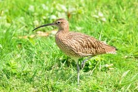 Small water bird