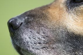 domestic dog's wet nose