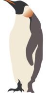 Penguin Bird drawing
