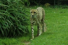 Cheetah walking on lawn