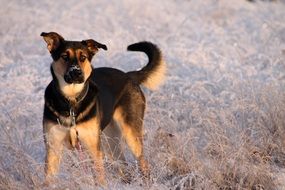 cute dog on the background of frosty weather