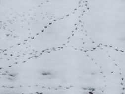 birds&#039; traces in the snow