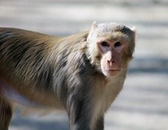 wild monkey in India