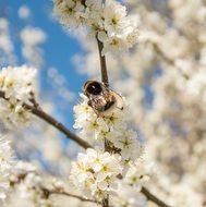 insect on a flowering cherry tree
