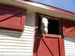 horse in a white barn