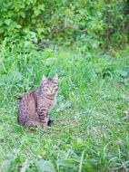 tabby cat in the summer forest
