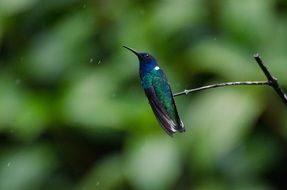 Beautiful Hummingbird in wildlife