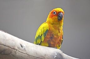 Sun Parakeet