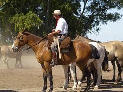 horses on a ranch in argentina