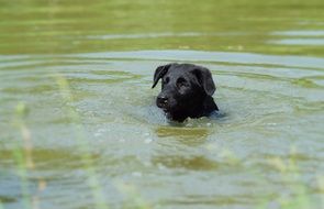 Black puppy is swimming