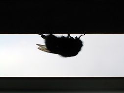 silhouette of a bumblebee against the sky