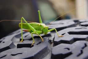 green grasshopper on the tire