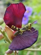 Grasshopper on the pea flowers