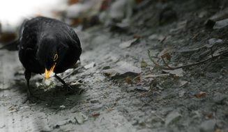 Black and white photo of the blackbird