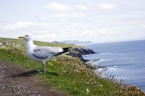 seagull on the coast in ireland