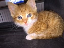 pretty small Kitten