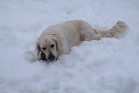 Golden Retriever in snow