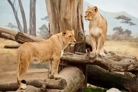 standing lions in wildlife